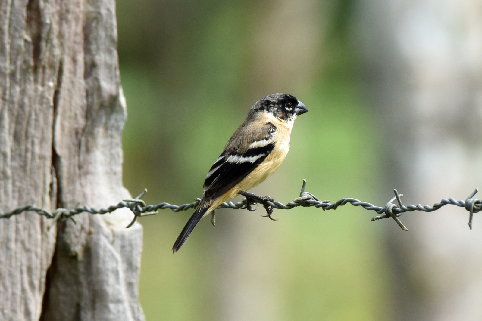 image Morelet's Seedeater